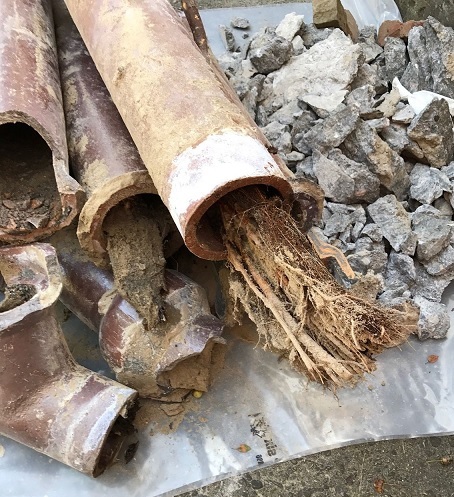 Tree roots removed from a drain line